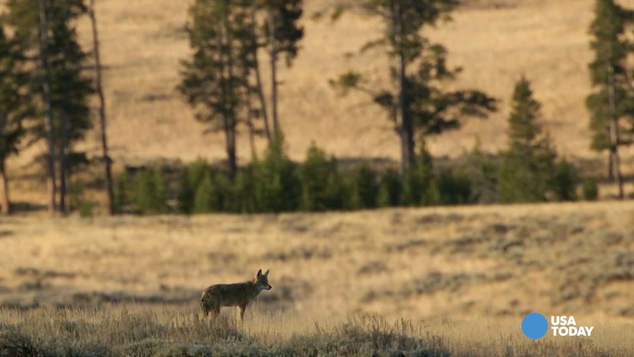 Why wolves' reintroduction into Yellowstone hasn't restored ecosystem