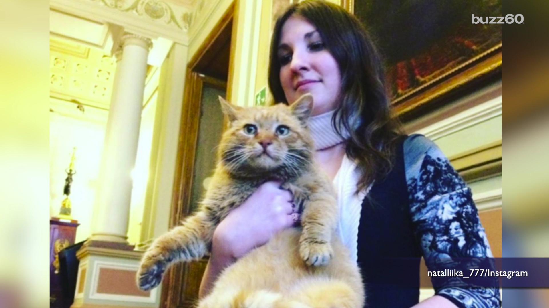 Russian cat employed by museum and paid in caviar