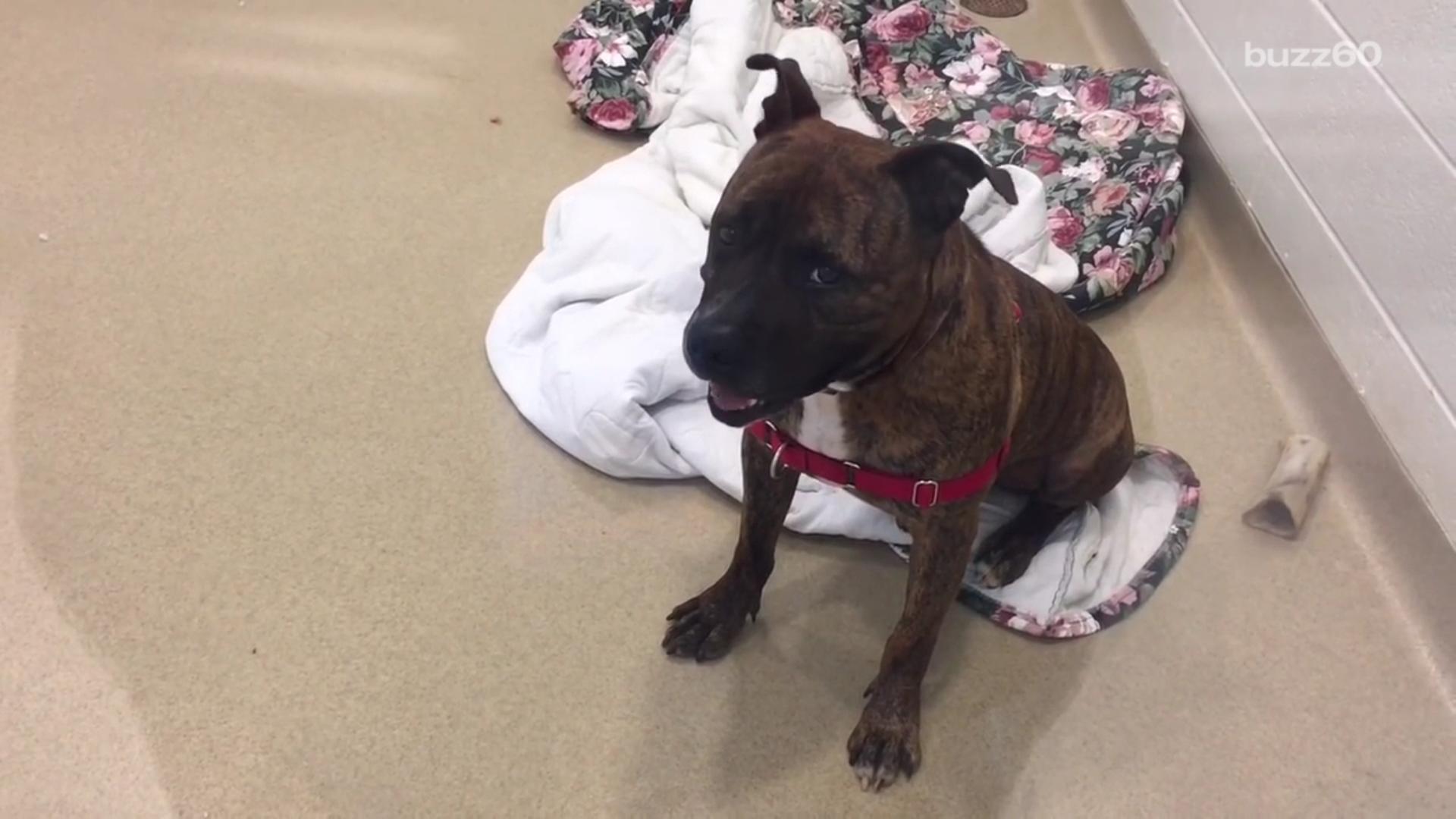 Crying Shelter Dog from Viral Video Gets Adopted, Making Us Cry