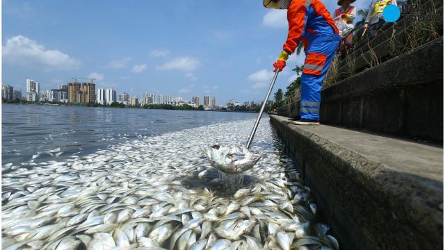 Chinese 'monster' fish still missing after city drains lake - The  Washington Post