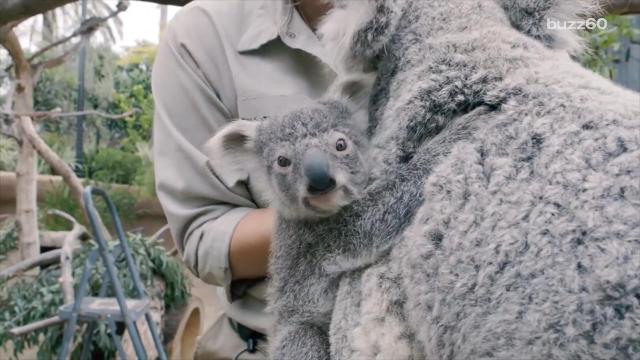 Baby koala emerges from his mom's pouch at Los Angeles Zoo – Daily