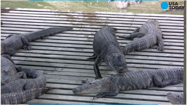 List 24 fatal alligator attacks in Florida since 1973