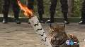 Jaguar killed after participating in Olympic torch ceremony