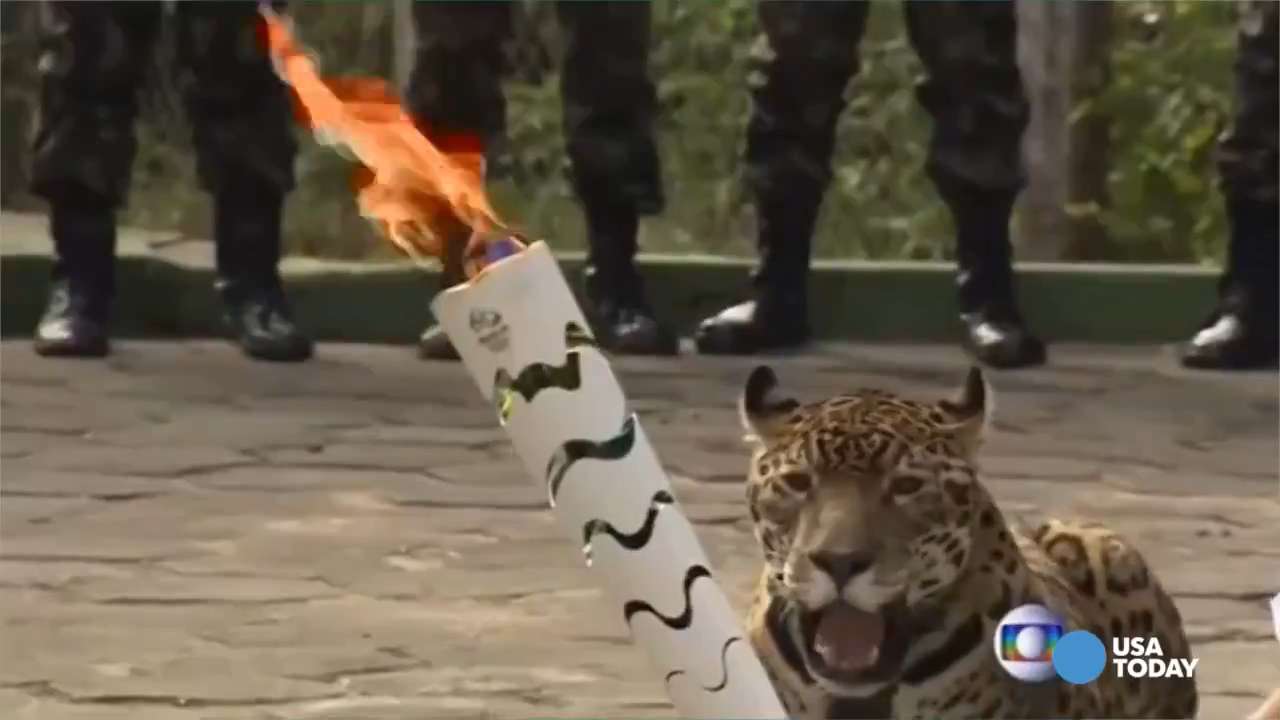Le passage de la torche olympique a été fatal au jaguar Juma - Sciences et  Avenir