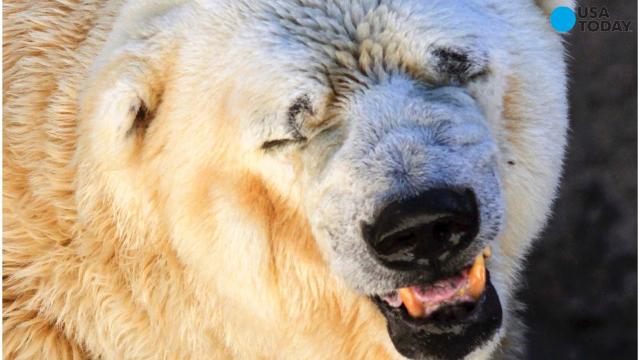 Arturo the 'world's saddest polar bear' dies in Argentina