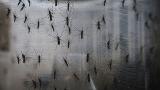 First cases of locally transmitted Zika confirmed in Florida