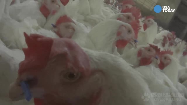 Secret video shows animal abuse at Tyson Foods
