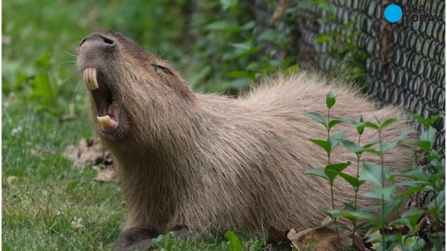 Capybaras May Be Floridas New Pesky Rodent 