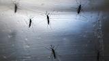 Could massive flooding in Louisiana increase the risk for Zika?