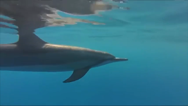 Hawaii May Ban Some Swimming With Dolphins