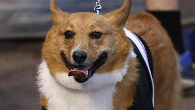 White Sox set world record for most dogs at sporting event