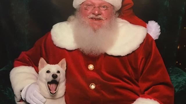 Dog who loves Santa toy meets real 