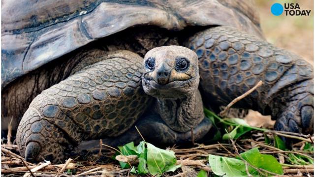 Animals that live as long (and even longer) than humans Animals that live as long (and even longer) than humans