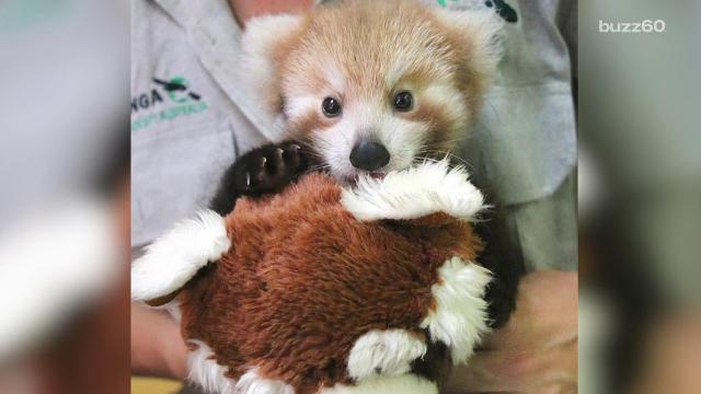 Red panda cub is obsessed with fluffy toy twin