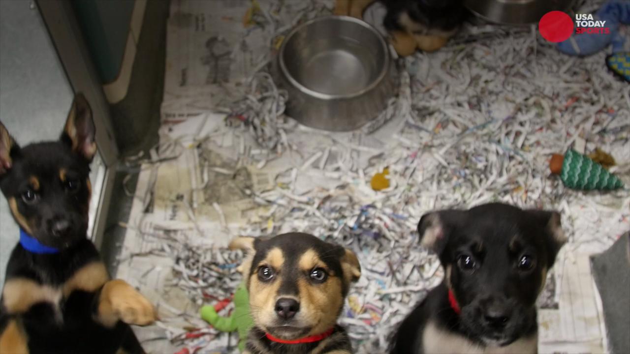 Puppy Bowl 2019: Meet this year's lineup of adorable rescue dogs