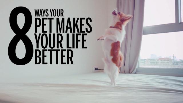 8 ways your pet makes your life better