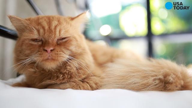 cats-do-not-cause-mental-health-problems-new-research-says