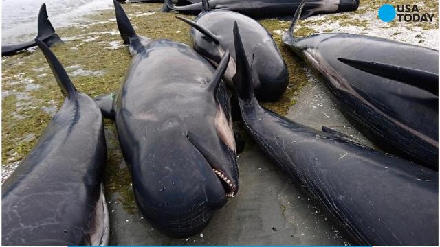 Hundreds of whales dead in mass stranding – DW – 02/10/2017