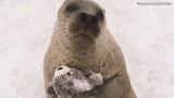 Photos of a seal hugging a toy version of itself is cuteness overload