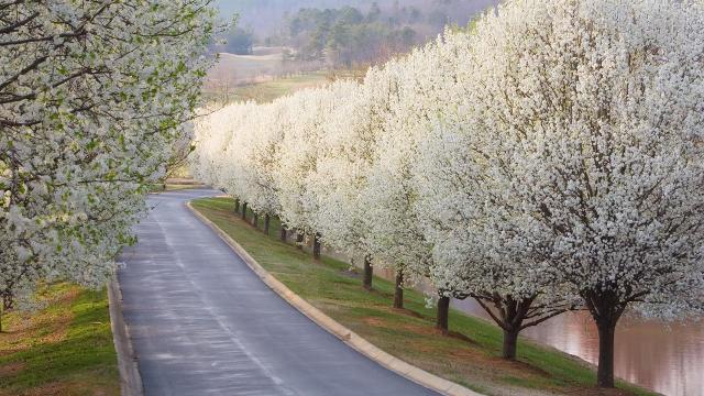 ornamental pear tree smell