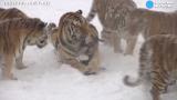 Tigers knock drone out of sky, try to eat it