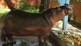 Beloved hippo dies after brutal attack at zoo