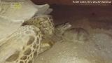 Tortoise and a baby bunny become best friends