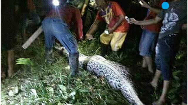 Can a Burmese Python Kill a Human?