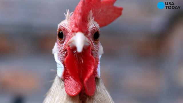 Avian Influenza Confirmed In Tennessee Chicken Flock 
