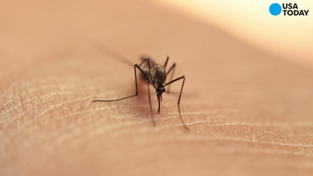 Mosquitomate insects that kill mosquitoes approved for use by EPA Mosquitomate insects that kill mosquitoes approved for use by EPA