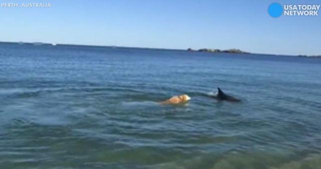 Dog and dolphin play a game of catch me if you can