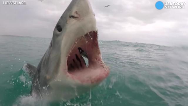 great white shark in the water