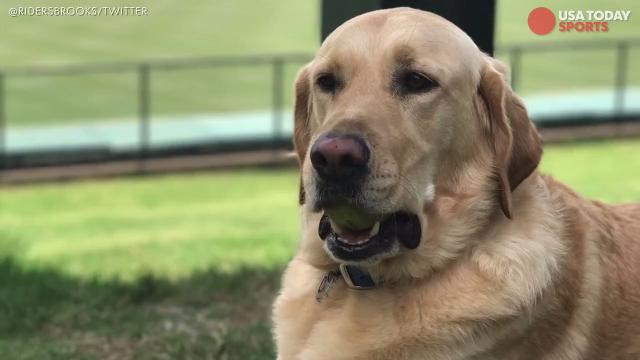 Dog named Joey Votto gets adopted after being fostered by Reds