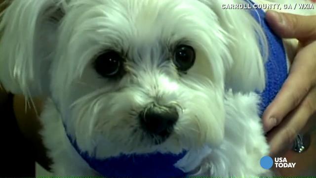 Dog stays by dead owner's side for 23 days