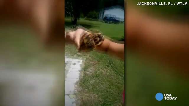 Teens burn helpless turtle, stomping it to death