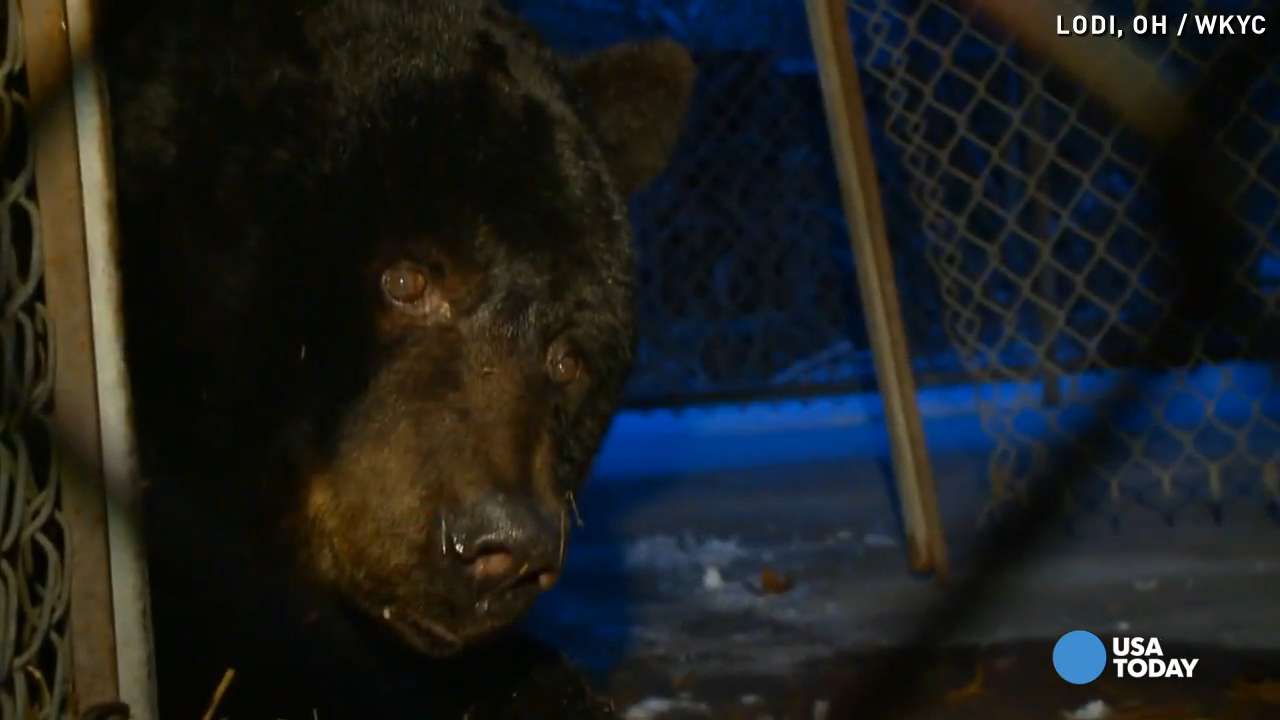 Couple forced to give up 39-year-old pet bear