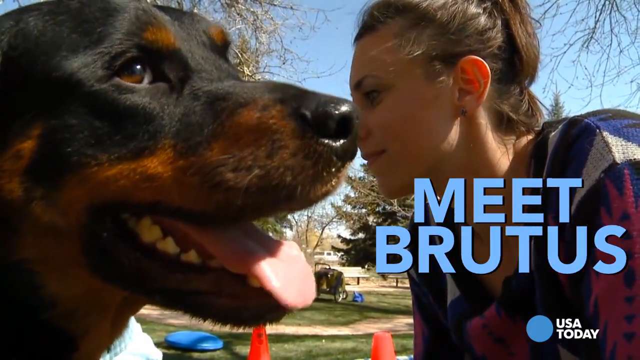 Brutus' the Rottweiler walks again on four new 'paws'