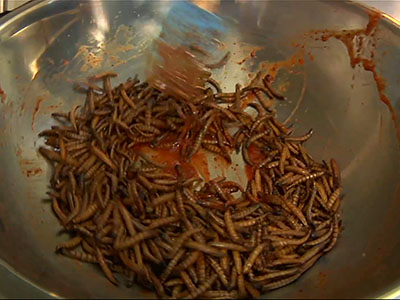 'Entopreneurs' feed appetite for edible insects