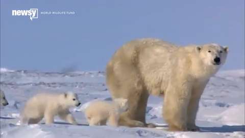 How humans can try to prevent sixth mass extinction