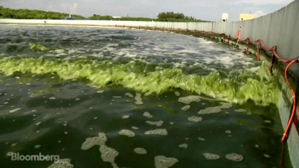 Pond scum: The fuel of the future?