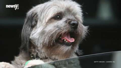 The dangers of leaving pets in cars