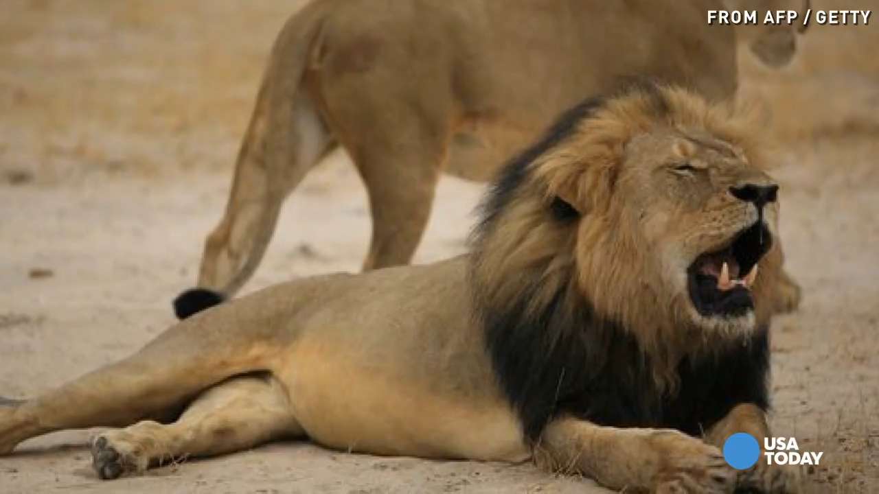 Dentist who killed beloved lion Cecil returns to work