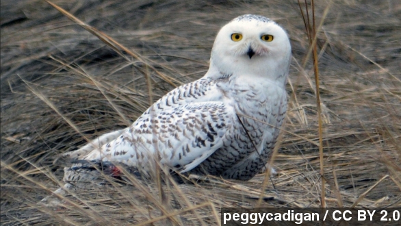 Snowy owls have arrived in new York city