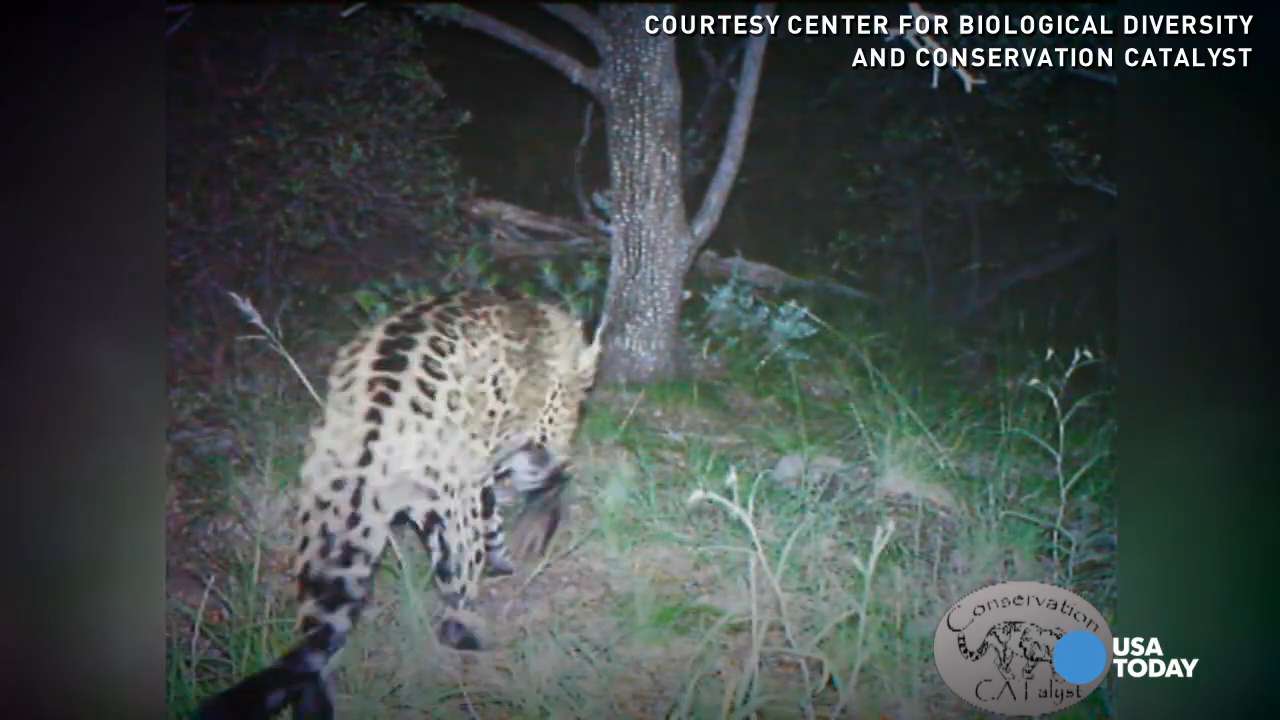 Video captures only known wild jaguar in U.S.