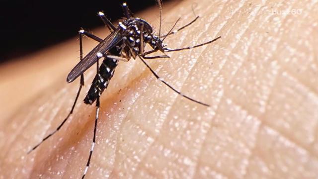 Why beer can make you a mosquito magnet