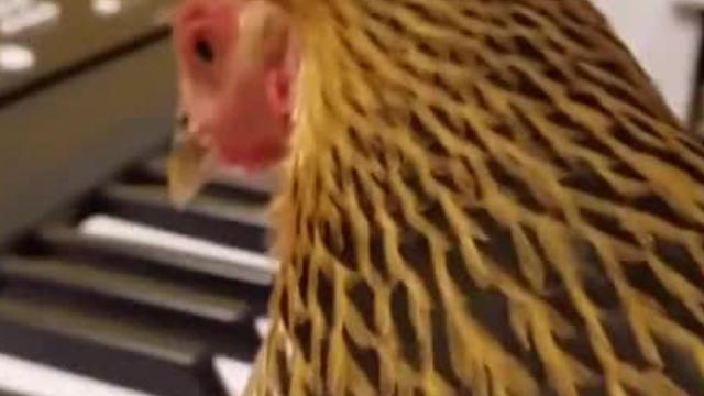 Patriotic chicken plays the keyboard
