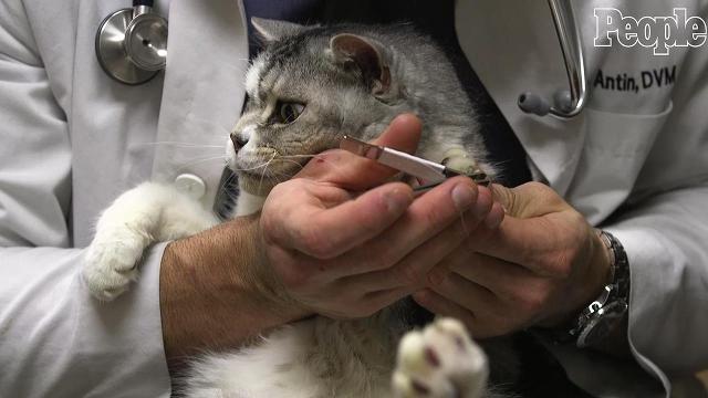 How to cut your cat’s nails