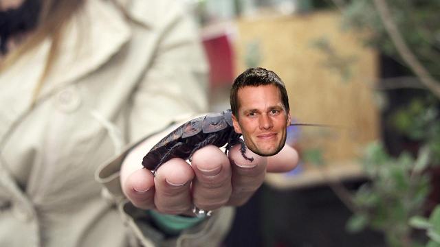 Tom Cockroach Atlanta Zoo names hissing cockroach after Tom Brady