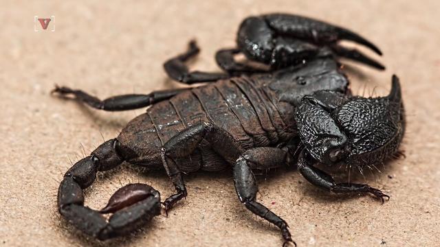 Woman Finds Scorpion In Her Salad Mix - 