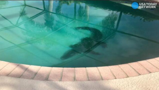 Image result for alligator in pool
